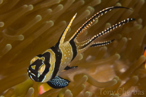 Bangai Cardinal Fish by Tony Cherbas 